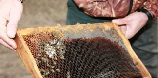 Bursa’da şok eden arı ölümleri Bursa'da şok eden arı ölümleri