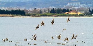 İzmit Körfezi kuş cenneti haline geliyor kuş cenneti izmit