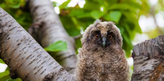 Yavru baykuşlar için seferber oldular yavru baykuş