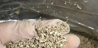 Ev yapımı “bonzai”ler korkutuyor! bonzai