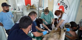 Suriye’deki yaban hayvanlarının Türkiye’ye nakli tamamlandı