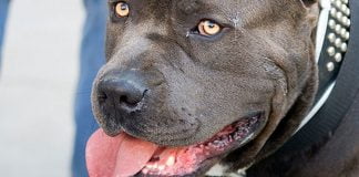 Pitbull yetiştirenlere para cezası