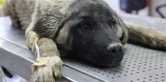 Onlarca engelli hayvan kaderine tek edildi