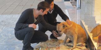 Üşüyen sokak hayvanları için battaniye serdiler