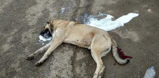 Çok sayıda köpek zehirlenerek öldürüldü ! Sivas'ta köpekler zehirlendi