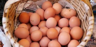 Tavuk yumurtası üretimi azaldı