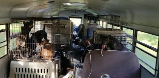 Kasırgadan 64 kedi ve köpek kurtardı kasırga