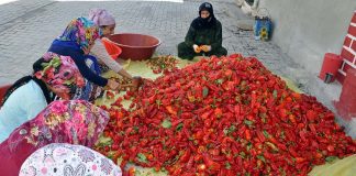 Şanlıurfa’da isot sezonu açıldı isot