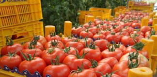 Eylül ayının zam şampiyonu domates domates