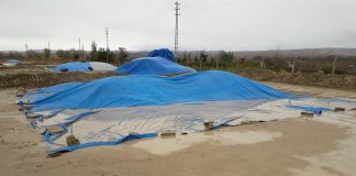 Sağanak yağış 4 bin ton çeltiğe zarar verdi