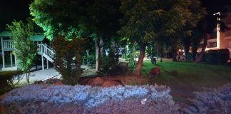 Domuz sürüsü şehre indi