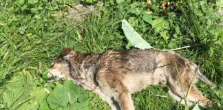 Ordu’da köpekler zehirlenerek öldürüldü