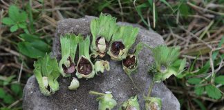 Fındıkta yeni bir hastalık türü ortaya çıktı