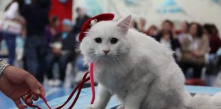 ”Kediler üzerinden spekülasyon yapmak doğru değil”