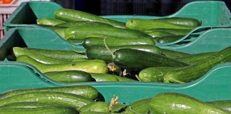 İzmir’de zam şampiyonu salatalık