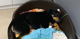 Havlama sesinden rahatsız olduğu köpeği başından vurdu