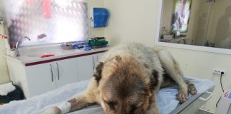 Av tüfeği ile vurulan köpek, yaşam mücadelesi veriyor