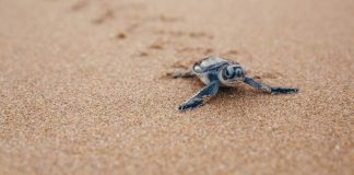 Adana, Çin yatırımı termik santral tehdidiyle karşı karşıya