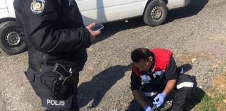 Ankara’da 4 köpek daha zehirlenerek telef edildi