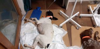 Sarıyer’de 3 köpek zehirlendi