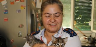 Kadın otobüs şoförü kedileri için istifa etti