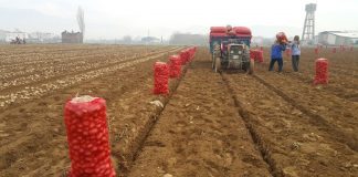 Patates üreticisi fiyattan memnun değil