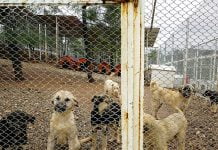 Kahramanmaraş’ta sokak hayvanlarına şefkat eli