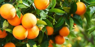 “Sigortalı üretici ve yetiştiricilerimize 1.3 milyar hasar ödemesi yapıldı”