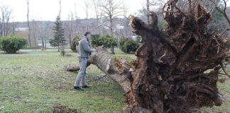 Ağaç yıkılmalarına röntgen ve tomografi ile önlem