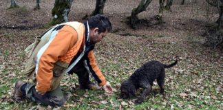 “Arthur” dünyanın en pahalı mantarı trüf avlıyor