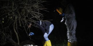 Adana’da köpek vahşeti