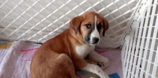 Ankara’ya getirilen Fındık, ‘gençlik hastası’