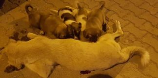 Öldürülen köpeği yavruları kaldırmaya çalıştı