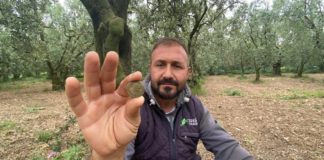 Zeytin ilaçlarken bulduğu sikkeyi müzeye teslim etti