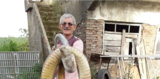 Torunlarına saldıran dev yılanı tüfekle öldürdü