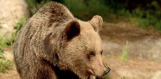 İtalya’da baba-oğlu yaralayan ayının öldürülmesi kararı tepki çekti