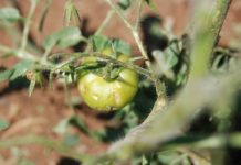 Tokat’ta 30’a yakın köyü dolu vurdu, zarar büyük