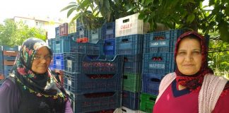 Avrupa’nın kirazı Selendi’den