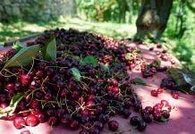 Kahramanmaraş’tan kiraz ihracatı