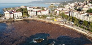 Selin sürüklediği ağaçlar deniz yüzeyini kapladı