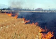 “Anız yangını bir doğa katliamıdır”