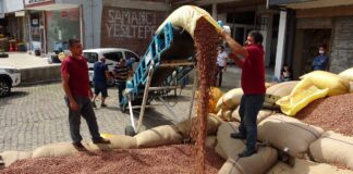 Fındık manavlarının yoğun mesaisi başladı