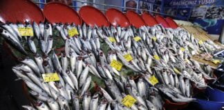 Balık tezgahlarında palamut bolluğu yaşanıyor