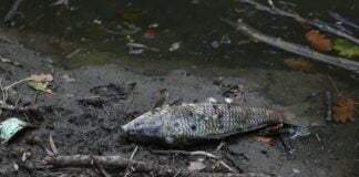 Bursa’da çevre felaketi…