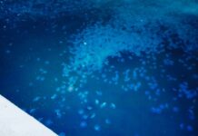 Marmara’da denizanası istilası