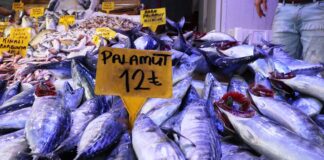 Samsun’da palamut yerini hamsiye bırakıyor