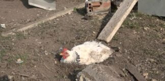 Bursa’da yumurtasını çalan yavru köpeği pompalı tüfekle vurarak öldürdü