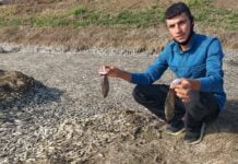 Baraj suyu çekildi binlerce balık telef oldu