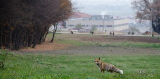 Öğrencilerin olmadığı üniversite kampüsü tilkilere kaldı