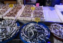 Pandemi balık fiyatlarını düşürdü